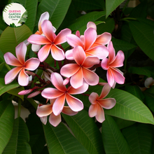 Load image into Gallery viewer, Plumeria rubra &#39;Darwin Monsoon&#39; is a tropical beauty known for its vibrant and fragrant flowers. Belonging to the Apocynaceae family, this Frangipani variety showcases large, waxy blooms with a captivating blend of pink, orange, and yellow hues. The flowers carry a sweet and intoxicating fragrance, making them a favorite in gardens and for floral arrangements. &#39;Darwin Monsoon&#39; is a resilient and fast-growing plant, thriving in full sun and well-drained soil
