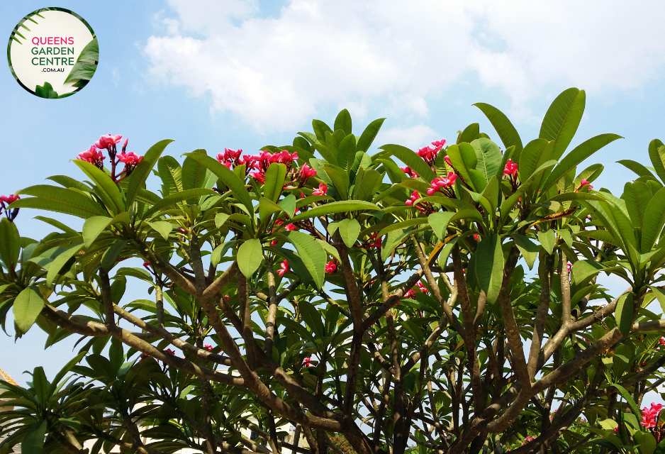 Plumeria rubra Darwin Monsoon Frangipani