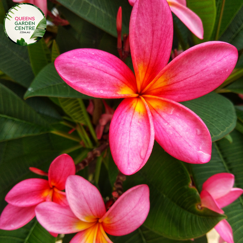 Alt text: Plumeria rubra 'Tequila Sunrise', commonly known as Frangipani, displays vibrant, multicolored flowers in shades of yellow, orange, and pink. Its glossy green leaves complement the striking blooms, adding tropical beauty to any garden or landscape.