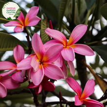 Load image into Gallery viewer, Alt text: Plumeria rubra &#39;Thomlinsons Pink&#39;, also known as Frangipani, features delicate pink flowers with a yellow center, set against glossy green leaves. Its charming blooms exude a sweet fragrance, making it a lovely choice for gardens and landscapes.
