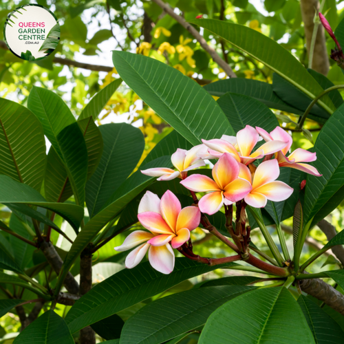 Alt text: Plumeria rubra 'Tricolour', commonly known as Frangipani, displays stunning tri-colored flowers in shades of pink, yellow, and white against lush green foliage. Its vibrant blooms and tropical essence make it a captivating addition to any garden or landscape.