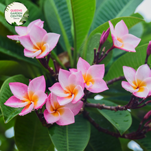 Load image into Gallery viewer, Alt text: Plumeria rubra &#39;Tropical Pink&#39;, also known as Frangipani, features lush, glossy green foliage adorned with vibrant pink blossoms. With its tropical allure and sweet fragrance, it brings a touch of exotic beauty to any garden or landscape.
