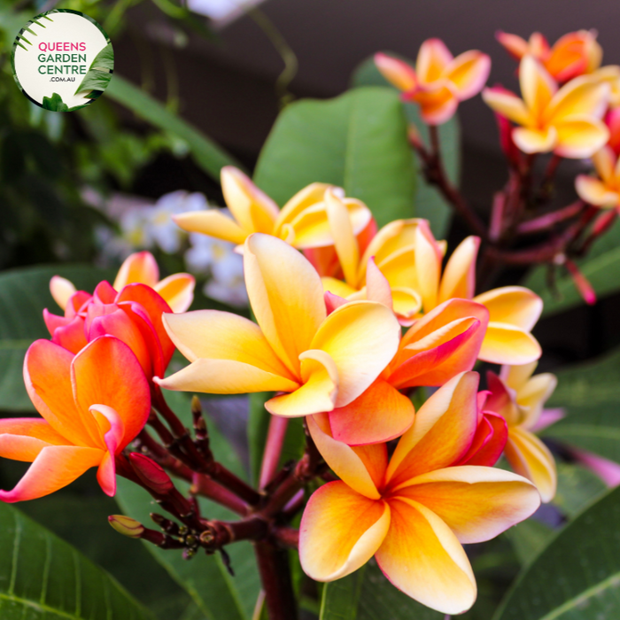 Plumeria Rubra WA Sunset Frangipani