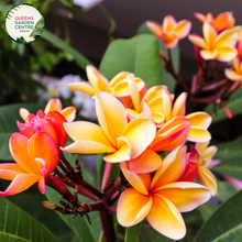 Load image into Gallery viewer, Alt text: Plumeria rubra &#39;WA Sunset&#39;, commonly known as Frangipani, displays vibrant sunset-colored flowers against glossy green leaves. Renowned for its tropical beauty and captivating fragrance, it adds a touch of elegance to any garden or landscape.
