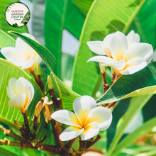 Load image into Gallery viewer, Alt text: Plumeria rubra, also known as White Frangipani, showcases its beautiful white flowers with yellow centers against a backdrop of glossy green foliage. This tropical plant is admired for its fragrant blooms and is a popular choice for gardens and landscaping in warm climates.
