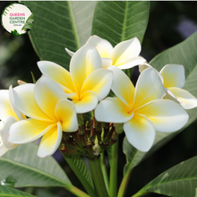 Load image into Gallery viewer, Alt text: Plumeria rubra var. acutifolia, commonly known as White Frangipani, is characterized by its stunning white flowers with yellow centers. The plant features thick, succulent branches and glossy green leaves. Its fragrant blooms typically appear in clusters and are widely used in tropical gardens and for making leis.
