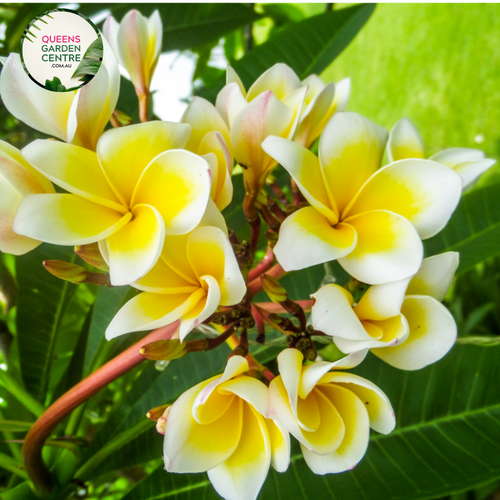 Alt text: Plumeria rubra var. acutifolia, commonly known as White Frangipani, is characterized by its stunning white flowers with yellow centers. The plant features thick, succulent branches and glossy green leaves. Its fragrant blooms typically appear in clusters and are widely used in tropical gardens and for making leis.