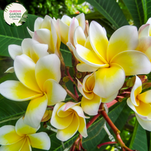 Load image into Gallery viewer, Alt text: Plumeria rubra var. acutifolia, commonly known as White Frangipani, is characterized by its stunning white flowers with yellow centers. The plant features thick, succulent branches and glossy green leaves. Its fragrant blooms typically appear in clusters and are widely used in tropical gardens and for making leis.
