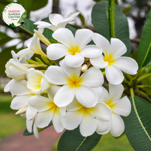 Load image into Gallery viewer, Alt text: Plumeria stenophylla &#39;White Magic&#39; is a dwarf variety of Frangipani, known for its compact size and prolific white flowers. The plant features slender branches and glossy green leaves. The fragrant flowers have a delicate appearance and typically bloom in clusters during the warmer months
