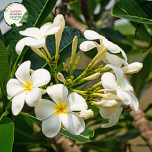 Load image into Gallery viewer, Alt text: Plumeria stenophylla &#39;White Magic&#39; is a dwarf variety of Frangipani, known for its compact size and prolific white flowers. The plant features slender branches and glossy green leaves. The fragrant flowers have a delicate appearance and typically bloom in clusters during the warmer months
