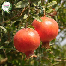 Pomegranate Punica granatum