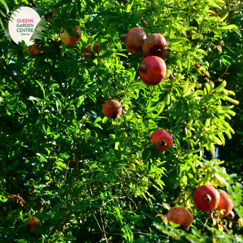 Close-up of a Pomegranate (Punica granatum) plant. The image showcases a round, ripe pomegranate fruit with a smooth, glossy, deep red skin. The fruit is partially open, revealing clusters of juicy, translucent red seeds (arils) packed tightly within. Surrounding the fruit are glossy, dark green leaves with an elongated, oval shape and smooth edges. 