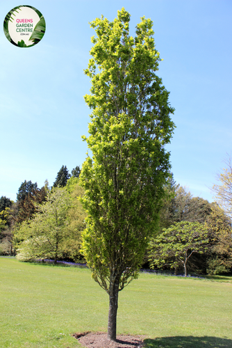 Close-up of a Populus simonii 'Fastigiata' (Simon Poplar) plant. The image showcases elongated, lance-shaped leaves with finely serrated edges and a glossy, dark green surface. The leaves have prominent veins and a smooth texture, arranged alternately along the slender, green stems. The stems are upright and sturdy, with a light brown color that contrasts with the vibrant green foliage. 