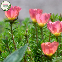 Load image into Gallery viewer, Alt text: Close-up photo of a Portulaca grandiflora, commonly known as purslane, showcasing its vibrant and colorful flowers. The low-growing succulent plant features fleshy, needle-like leaves and a profusion of blooms in shades of pink, orange, and yellow. The image captures the intricate details of the blossoms, highlighting the vivid hues and the overall beauty of the Portulaca grandiflora (purslane) plant.
