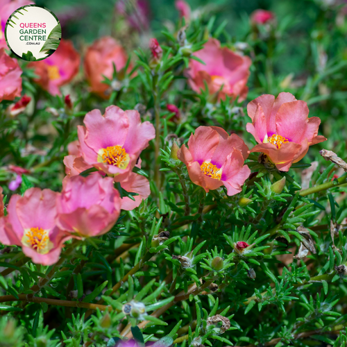 Alt text: Close-up photo of a Portulaca grandiflora, commonly known as purslane, showcasing its vibrant and colorful flowers. The low-growing succulent plant features fleshy, needle-like leaves and a profusion of blooms in shades of pink, orange, and yellow. The image captures the intricate details of the blossoms, highlighting the vivid hues and the overall beauty of the Portulaca grandiflora (purslane) plant.