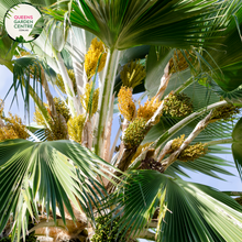 Load image into Gallery viewer, Alt text: Pritchardia hillebrandii, commonly known as the loulu palm, is a tropical palm species native to Hawaii. It features large, fan-shaped leaves emerging from a single trunk. The palm is characterized by its attractive green foliage and is often cultivated as an ornamental plant in tropical and subtropical gardens.
