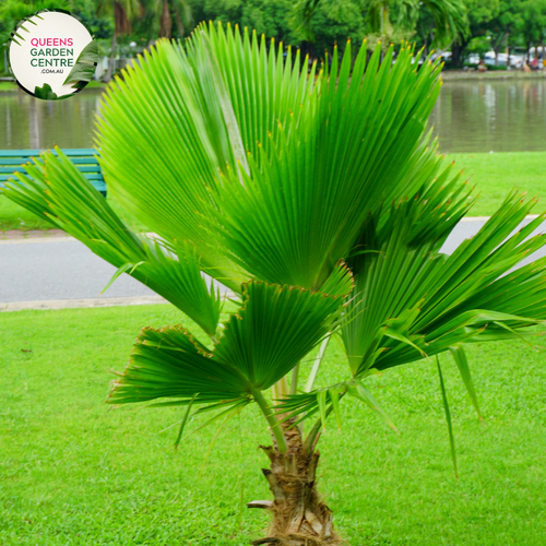 Alt text: Pritchardia hillebrandii, commonly known as the loulu palm, is a tropical palm species native to Hawaii. It features large, fan-shaped leaves emerging from a single trunk. The palm is characterized by its attractive green foliage and is often cultivated as an ornamental plant in tropical and subtropical gardens.