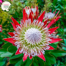 Load image into Gallery viewer, Close-up of Protea Little Prince: This image showcases a detailed view of the Protea Little Prince plant. The close-up shot highlights the unique flower head of the plant, which features a dense cluster of small, tubular flowers surrounded by colorful bracts. The bracts have a striking pinkish-red hue with hints of green, and they form a crown-like structure around the flower head.
