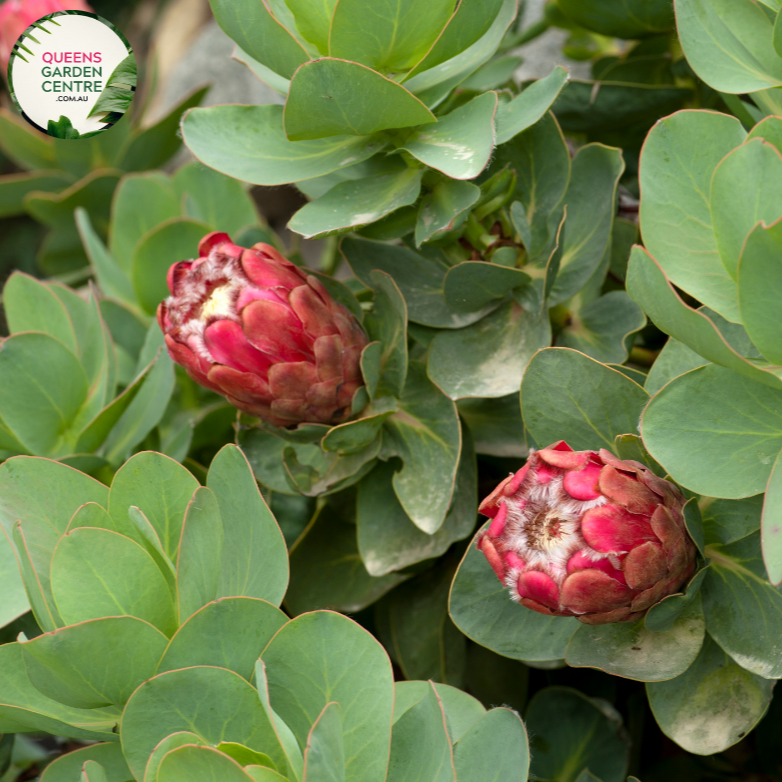 Close-up of Protea Little Prince: This image showcases a detailed view of the Protea Little Prince plant. The close-up shot highlights the unique flower head of the plant, which features a dense cluster of small, tubular flowers surrounded by colorful bracts. The bracts have a striking pinkish-red hue with hints of green, and they form a crown-like structure around the flower head.