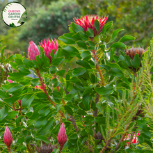 Load image into Gallery viewer, Close-up of Protea Special Pink Ice: This image provides a detailed view of the Protea Special Pink Ice plant. The close-up shot showcases the intricate structure of the flower head, with its unique shape and vibrant colors. The flower head consists of numerous small, tubular flowers surrounded by large, pinkish-red bracts that form a striking crown-like structure. 
