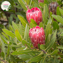 Load image into Gallery viewer, Close-up of Protea Special Pink Ice: This image provides a detailed view of the Protea Special Pink Ice plant. The close-up shot showcases the intricate structure of the flower head, with its unique shape and vibrant colors. The flower head consists of numerous small, tubular flowers surrounded by large, pinkish-red bracts that form a striking crown-like structure. 
