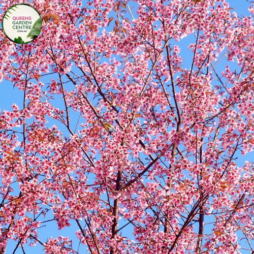 Close-up of a Prunus 'Pinkasham' plant. The image features clusters of delicate, pink blossoms with multiple layers of ruffled petals, creating a soft and fluffy appearance. The petals are a light pink shade, gradually darkening towards the center of each flower. At the center, tiny yellow stamens are visible, adding a touch of contrast. 