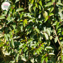 Load image into Gallery viewer, &quot;A graceful image of the Prunus lusitanica plant, commonly known as Portuguese Laurel. This evergreen shrub features glossy, dark green leaves arranged in dense clusters, creating a lush and compact appearance. In this visual, the shrub is adorned with small, fragrant white flowers. Portuguese Laurel is valued for its versatility as a hedge or specimen plant, adding an elegant and formal touch to garden landscapes. The image captures the beauty and vibrancy of Prunus lusitanica, 
