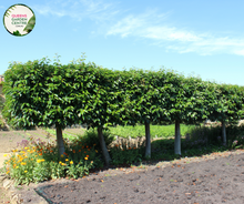 Load image into Gallery viewer, &quot;A graceful image of the Prunus lusitanica plant, commonly known as Portuguese Laurel. This evergreen shrub features glossy, dark green leaves arranged in dense clusters, creating a lush and compact appearance. In this visual, the shrub is adorned with small, fragrant white flowers. Portuguese Laurel is valued for its versatility as a hedge or specimen plant, adding an elegant and formal touch to garden landscapes. The image captures the beauty and vibrancy of Prunus lusitanica, 
