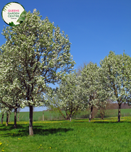 Load image into Gallery viewer, &quot;A beautiful view of the Pyrus &#39;Chanticleer&#39; plant, commonly known as the Chanticleer Pear or Bradford Pear. This deciduous tree displays a symmetrical and upright form, adorned with ovate green leaves that transition to vibrant red and orange hues in the fall. In this image, the tree is in full bloom, featuring a profusion of small, white flowers. &#39;Chanticleer&#39; is prized for its ornamental value, offering a captivating combination of elegant structure, seasonal color changes, and springtime blossoms.
