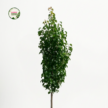 Load image into Gallery viewer, A tall, slender potted tree with dense green foliage and a brown trunk, standing in a black textured cylindrical pot against a clean white studio background. A small circular 'Garden Gateway' logo appears in the top-left corner.
