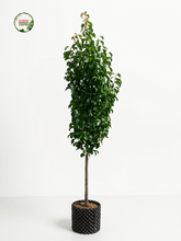 Load image into Gallery viewer, A tall, slender potted tree with dense green foliage and a brown trunk, standing in a black textured cylindrical pot against a clean white studio background. A small circular 'Garden Gateway' logo appears in the top-left corner.
