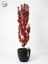 Load image into Gallery viewer, A potted ornamental tree with dense, deep red foliage in a black pot, photographed against a clean white studio background. A small plant tag is attached to the pot, and a 'Succulent Center' logo is visible in the top-left corner.
