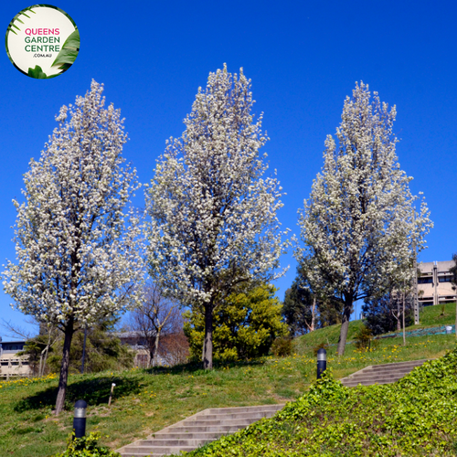 Alt text: Pyrus calleryana 'Fronzam Frontier,' an ornamental Callery Pear tree showcasing an elegant form and glossy green leaves. This deciduous tree adds a touch of sophistication to landscapes, particularly appreciated for its vibrant fall foliage and a symmetrical branching structure.