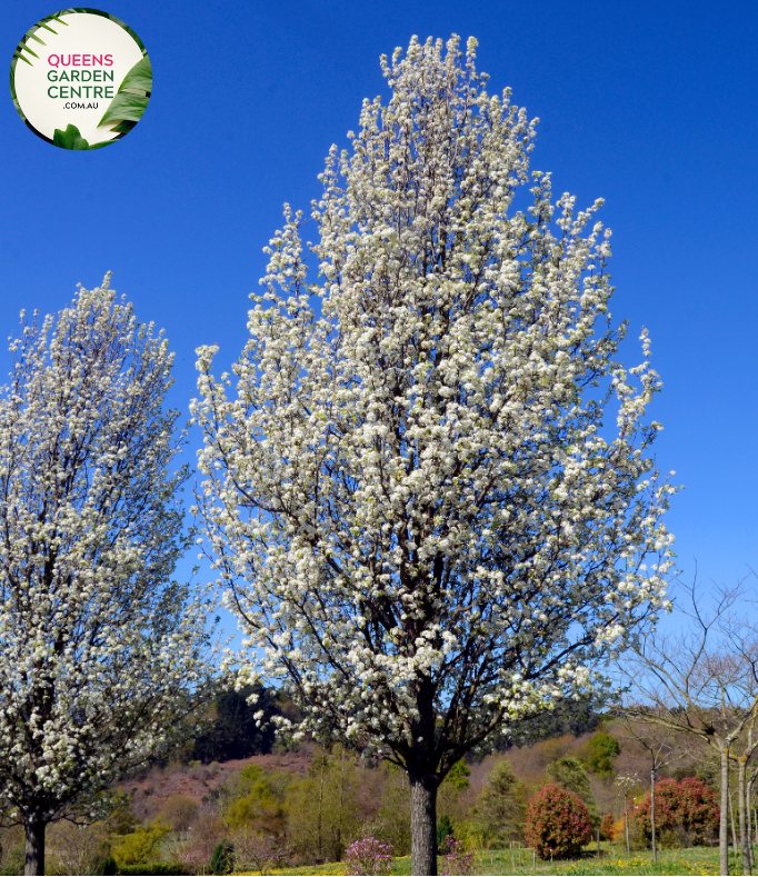 Alt text: Pyrus calleryana 'Fronzam Frontier,' an ornamental Callery Pear tree showcasing an elegant form and glossy green leaves. This deciduous tree adds a touch of sophistication to landscapes, particularly appreciated for its vibrant fall foliage and a symmetrical branching structure.