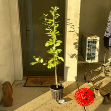 Load image into Gallery viewer, Quercus Canariensis
