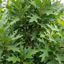 Load image into Gallery viewer, Quercus Palustris Pin Oak
