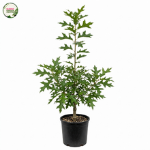 Load image into Gallery viewer, A potted live plant with green, deeply lobed leaves and a slender trunk, growing in a black plastic nursery pot against a plain white background. A circular 'Garden Center' logo is visible in the top-left corner.
