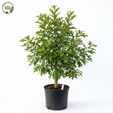 Load image into Gallery viewer, Quercus Rubra Red
