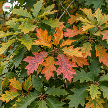 Load image into Gallery viewer, Quercus Rubra Red
