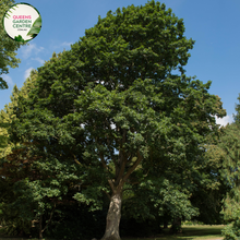 Load image into Gallery viewer, Alt text: Quercus Canariensis, also known as Algerian Oak, is a large deciduous tree native to North Africa and Southern Europe. It features dark green, glossy leaves that turn reddish-brown in the fall before dropping. The tree produces acorns that are a food source for various wildlife species. Quercus Canariensis is prized for its majestic appearance and is commonly used in parks, gardens, and urban landscapes as a shade tree.
