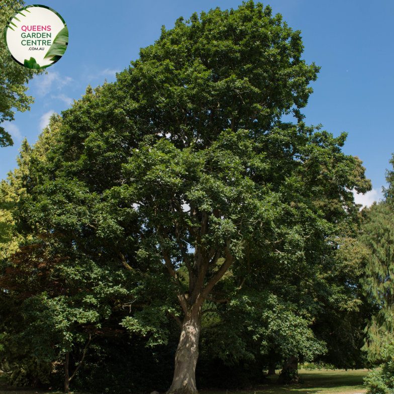 Alt text: Quercus Canariensis, also known as Algerian Oak, is a large deciduous tree native to North Africa and Southern Europe. It features dark green, glossy leaves that turn reddish-brown in the fall before dropping. The tree produces acorns that are a food source for various wildlife species. Quercus Canariensis is prized for its majestic appearance and is commonly used in parks, gardens, and urban landscapes as a shade tree.