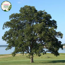 Load image into Gallery viewer, Alt text: Quercus cerris, commonly known as Turkey Oak, is a deciduous tree native to southeastern Europe and Asia Minor. It features lobed, glossy green leaves that turn brown in the fall. The tree produces acorns that are a food source for wildlife. Turkey Oak is valued for its fast growth and tolerance to various soil types, making it a popular choice for landscaping and forestry purposes.
