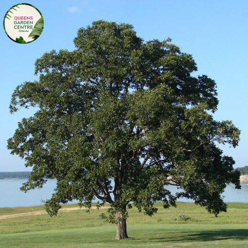 Alt text: Quercus cerris, commonly known as Turkey Oak, is a deciduous tree native to southeastern Europe and Asia Minor. It features lobed, glossy green leaves that turn brown in the fall. The tree produces acorns that are a food source for wildlife. Turkey Oak is valued for its fast growth and tolerance to various soil types, making it a popular choice for landscaping and forestry purposes.