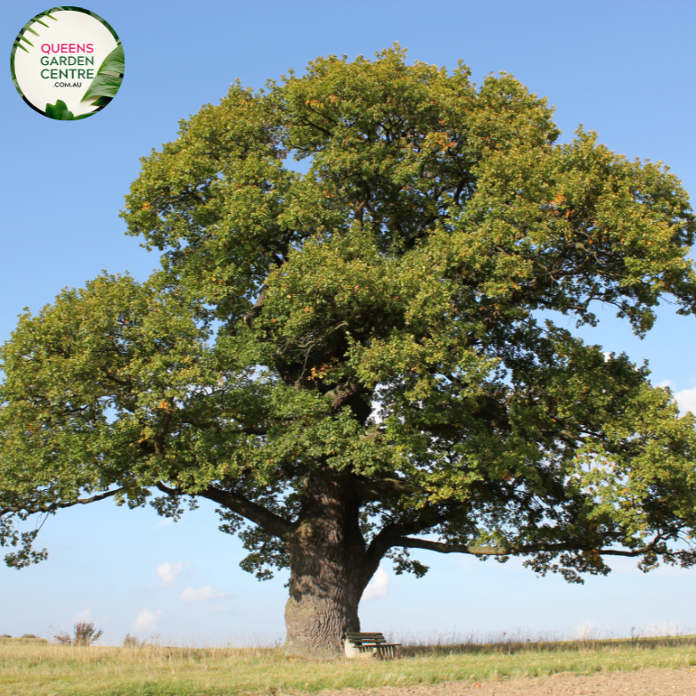 Alt text: Quercus lobata, the Valley Oak, featuring a majestic form with lobed leaves and a strong, wide canopy. This deciduous tree is a native of California and is celebrated for its large size, providing valuable shade and contributing to the region's ecological diversity.