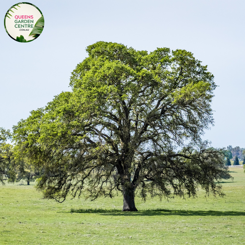 Alt text: Quercus lobata, the Valley Oak, featuring a majestic form with lobed leaves and a strong, wide canopy. This deciduous tree is a native of California and is celebrated for its large size, providing valuable shade and contributing to the region's ecological diversity.