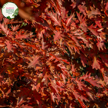 Load image into Gallery viewer, &quot;A captivating image of the Quercus palustris plant, commonly known as the Pin Oak. This deciduous tree showcases a pyramidal form with deeply lobed, glossy green leaves. In this visual, the tree&#39;s foliage provides a lush and dense canopy. Pin Oak is revered for its ornamental appeal, and its leaves turn a rich red or russet color in the fall. The image captures the stately presence and vibrant greenery of Quercus palustris, making it an attractive and majestic addition to garden landscapes.&quot;
