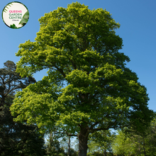 Load image into Gallery viewer, Alt text: Quercus robur, the English Oak Tree, known for its stately presence and deeply lobed green leaves. This deciduous tree is a symbol of strength and longevity, adding a touch of natural grandeur to landscapes. It is a cherished species with cultural significance and ecological value.
