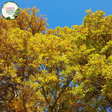 Load image into Gallery viewer, Alt text: Quercus robur, the English Oak Tree, known for its stately presence and deeply lobed green leaves. This deciduous tree is a symbol of strength and longevity, adding a touch of natural grandeur to landscapes. It is a cherished species with cultural significance and ecological value.
