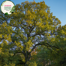 Load image into Gallery viewer, Alt text: Quercus robur, the English Oak Tree, known for its stately presence and deeply lobed green leaves. This deciduous tree is a symbol of strength and longevity, adding a touch of natural grandeur to landscapes. It is a cherished species with cultural significance and ecological value.
