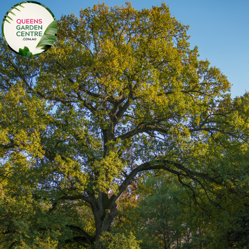 Alt text: Quercus robur, the English Oak Tree, known for its stately presence and deeply lobed green leaves. This deciduous tree is a symbol of strength and longevity, adding a touch of natural grandeur to landscapes. It is a cherished species with cultural significance and ecological value.